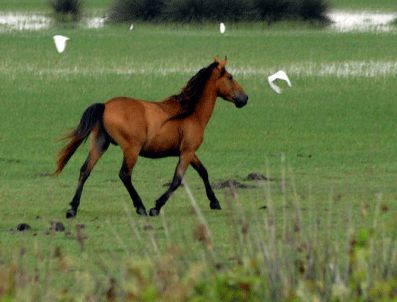 MUSTAFA AKıN - Tecavüze uğrayan atlar hamile kaldı