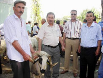 KARYA - Karya Koçları Sahiplerine Teslim Edildi