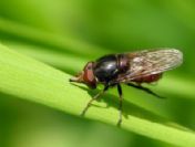 Karadeniz zekası sinekleri yendi