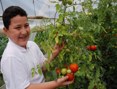 ÜZÜMÖREN - Ramazan Ayında Domates Fiyatlarının Düşmesi Bekleniyor