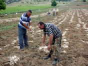 Sarımsak Hasadı Başladı