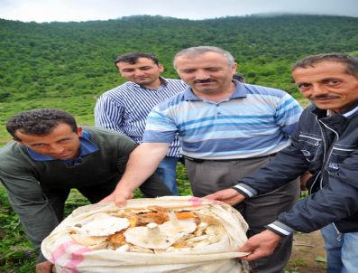 MEHMET ÜNLÜ - Törnük Mantarı Yok Satıyor