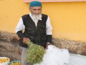 Yozgat'ta Üzerlik Otu Geçim Kaynağı Oldu