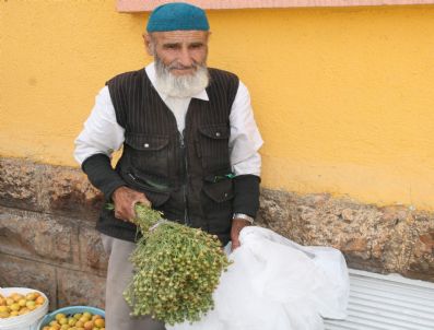 Yozgat'ta Üzerlik Otu Geçim Kaynağı Oldu
