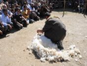 Beytüşşebap'ta Kuzu Kırpma Festivali