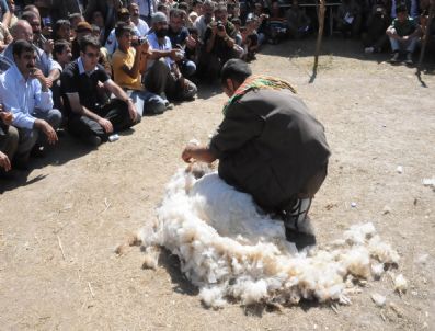 KATO DAĞı - Beytüşşebap'ta Kuzu Kırpma Festivali