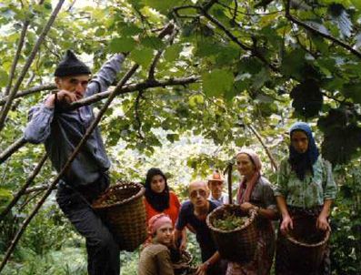 Fındık hasadına günler kala, Karadeniz'de 'Güneydoğulu işçi' tartışması yaşanıyor.