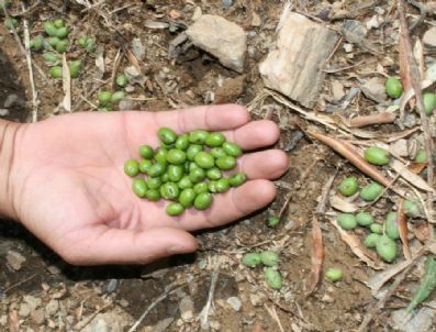 Zeytin Üreticisinin Destek Feryadı