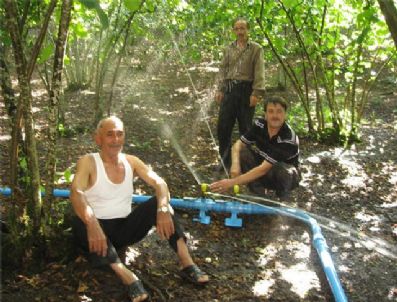 Bin Ocaktan 5 Ton Fındık Üretiyor