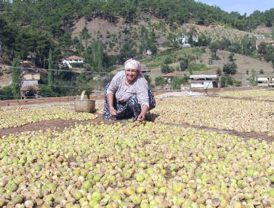 TARIŞ - İncir İhracatının Makus Talihi Değişmedi