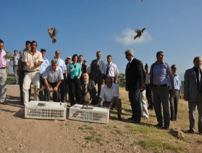 ALİ HAYDAR ÖNER - Kınalı Keklikler Doğada