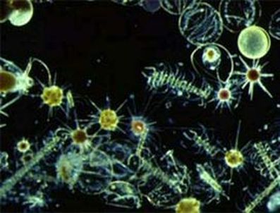 VIRGINIA - Okyanuslar fitoplankton alarmı veriyor