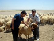 Siirt'te 33 Adet Koç Dağıtıldı