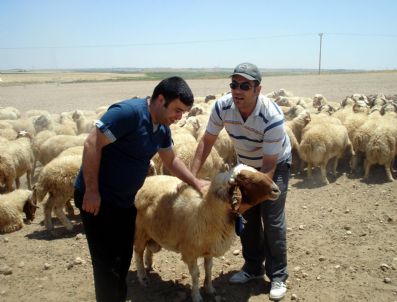 TARıM İŞLETMELERI GENEL MÜDÜRLÜĞÜ - Siirt'te 33 Adet Koç Dağıtıldı
