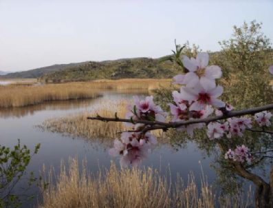 BÜYÜK MENDERES NEHRI - Azap Gölü Yeni 'Azap' Çekiyor