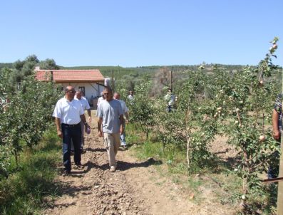 Milas'ta Elma Hasadı Başladı