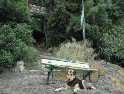 GIRESUN ADASı - Giresun Adası Altın Arayanların, Koruma Altındaki Kuşları Da Bekçi Köpeğinin Talanına Uğruyor