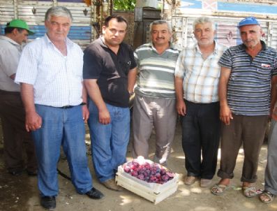 TARıM SIGORTALARı HAVUZU - Sigortalı Ağaçların Zararı Karşılandı