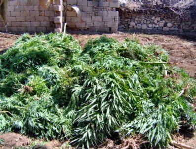 Söke'de Yasa Dışı Opreasyonu