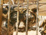 Kahramanmaraş'taki Hayvanat Bahçesinin Sakinleri Sıcaklardan Bunaldı