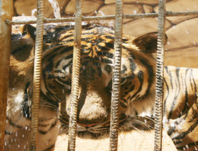 BENGAL - Kahramanmaraş'taki Hayvanat Bahçesinin Sakinleri Sıcaklardan Bunaldı