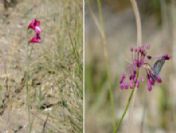 Tuz Gölü dünya için önemli ve özel bir yer