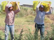 Alaşehir'de Tarım İşçilerine Sosyal Güvence Arayışı