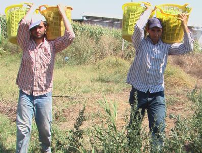 MUSA USLAN - Alaşehir'de Tarım İşçilerine Sosyal Güvence Arayışı