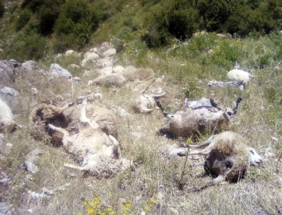 Fethiye'de Yıldırım Çarpması Sonucu 50 Koyun Telef Oldu