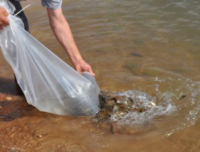 DINEK - Isparta'da 80 Bin Yavru Balık Göletlere Salındı