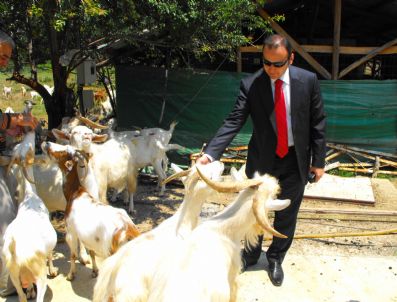 SAANEN - Saanen Keçi Üretimi Destek