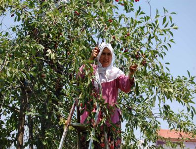 Simav'da Vişne Üretimi Duracak