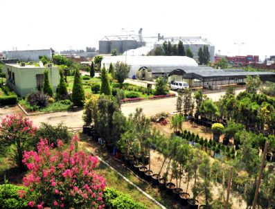 Akdeniz'de 85 Bin Adet Bitki Üretiliyor