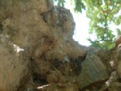 Gömeç'de Çınardan Su Akıyor