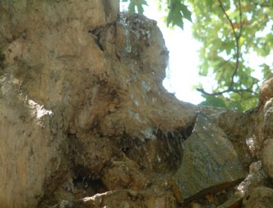 Gömeç'de Çınardan Su Akıyor