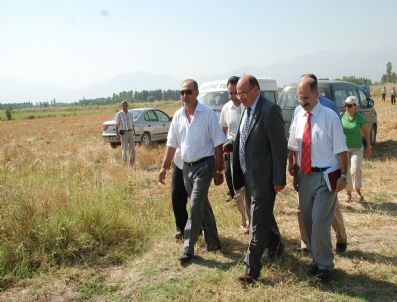 OSMAN ÇAKIR - Şeftali Ve Nektarin Hasadı Başladı