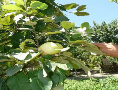UZUNLU - Yozgat'ta Elma Ağacı Yaz Ortasında Çiçek Açtı