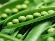 Akciğerinde bezelye filizlendi