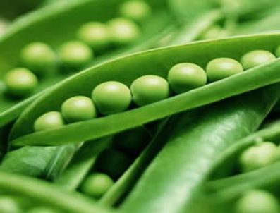 Akciğerinde bezelye filizlendi