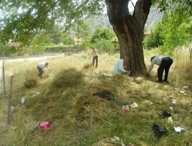 MUHARREM KAYA - İbradı Belediyesinden Ot Temizliği