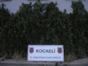 Kocaeli'nde Kenevir Operasyonları