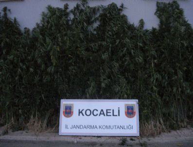 Kocaeli'nde Kenevir Operasyonları