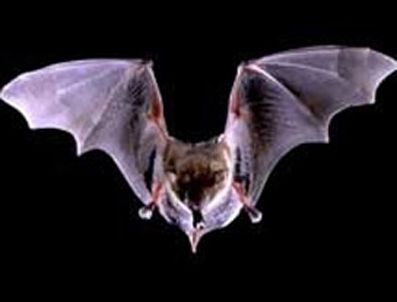 Kuduz yarasalar yerlilere saldırdı: 4 ölü