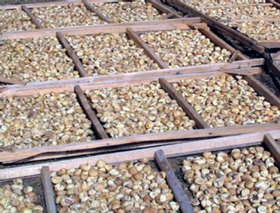 Ak Parti'li Erdem'den İncir Üreticisine Müjde