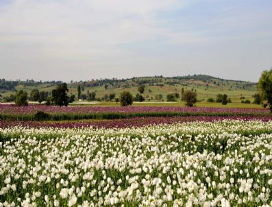 Burdur 3 Bin Ton Haşhaş Hasadı Bekliyor