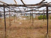 İzmir'in Göbeğinde Kaderine Terk Edilen Seralar Yardım Bekliyor