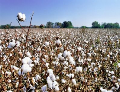 SÖKE OVASı - Sökeli Üreticiye Kalite Uyarısı