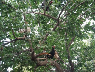 OSMAN ASLAN - Bu Tavuklar Ağaçta Uyuyor