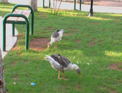 Süs Havuzunda Ördeklere Yer Kalmadı