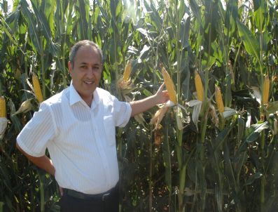 MUĞLA MERKEZ - Tarla Gününde Mısır Tanıtımı